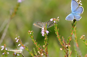 drei Argusbläulinge sitzen auf rosa blühendem Heidekraut (calluna vulgaris)