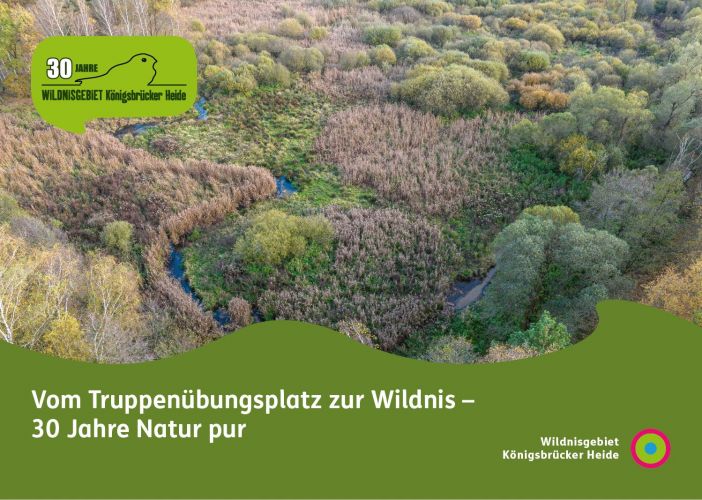 Vogelzug am Wildnisgebiet Königsbrücker Heide