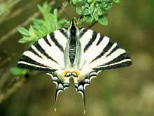 Segelfalter als gebietstypischer Vertreter der artenreichen Insektenfauna des trocken-warmen Offenlandes, 2005