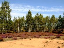 Verzahnung von Heide und Düne mit Birken-Pionierwald
