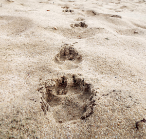 Wolfsfährte im Sand